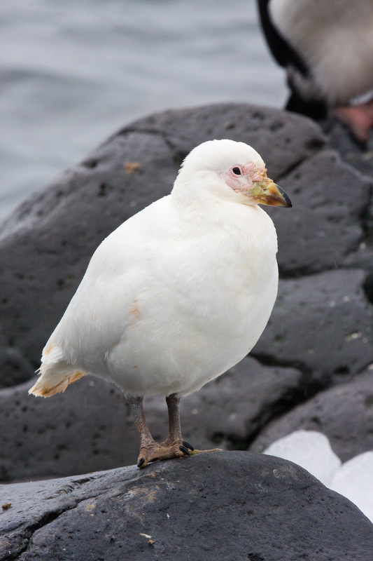 Pale-Faced Sheathbill